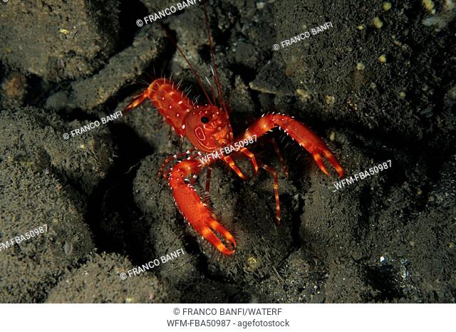 reef lobster, Enoplometopus antillensis, Madeira Island, Atlantic, Portugal