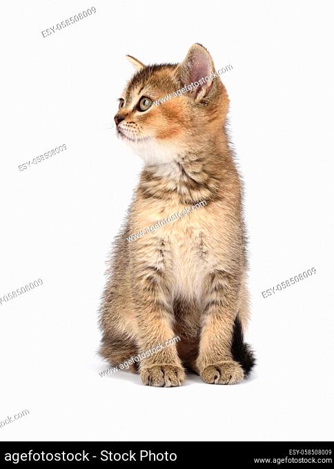 Kitten golden ticked Scottish chinchilla straight sits on a white background. Cat looking