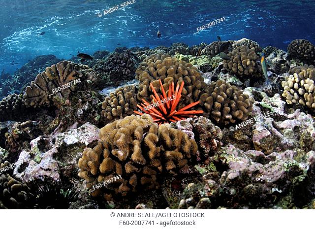 Healthy coral reef with a red slate pencil urchin, Heterocentrotus mamillatus, Molokini, Maui, Hawaii, USA