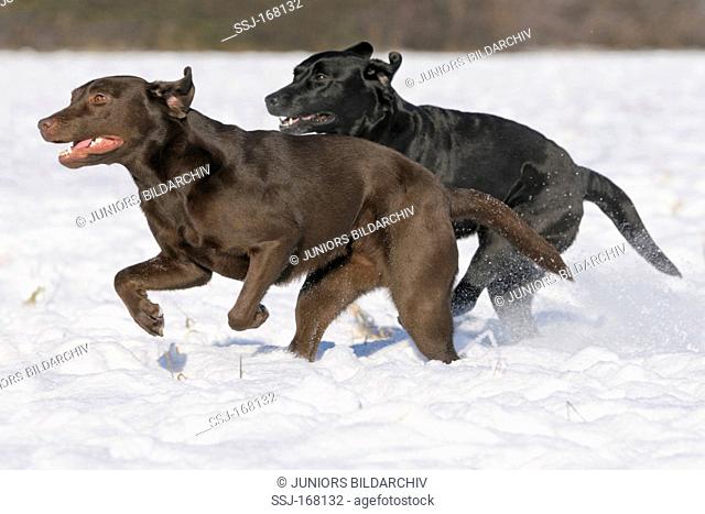 Labrador Retriever. Chocolate and black individuals running in snow
