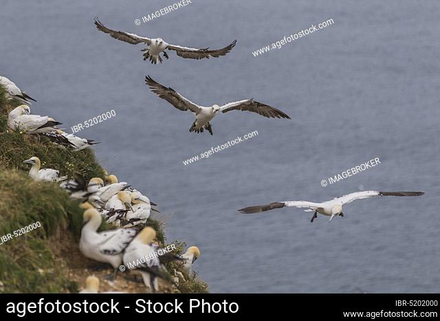 Flying gannets (Morus bassanus), England, Bempton Cliffs