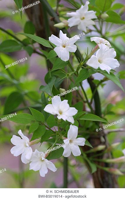common white jasmine (Jasminum officinale), blooming