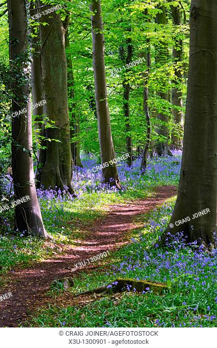 Bluebells in Standish Wood in the Cotswolds near Stroud, Gloucestershire, England, United Kingdom