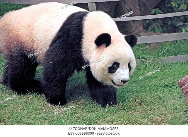 Giant panda bear (Ailuropoda Melanoleuca), China