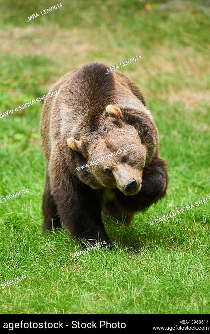 Eurasian brown bear (Ursus arctos arctos), edge of the forest, standing