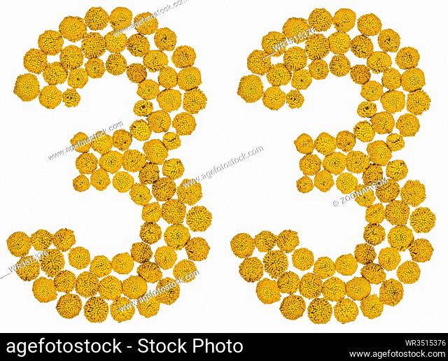 Arabic numeral 33, thirty three, from yellow flowers of tansy, isolated on white background The tansy - a plant of the daisy family with yellow flat-topped...