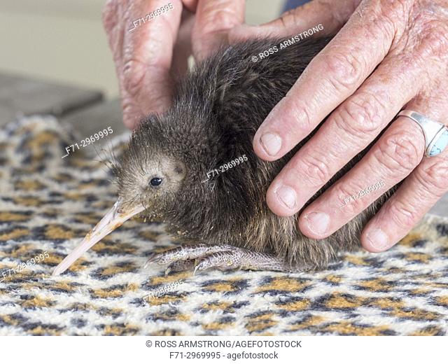 Kiwi chick being hand reared at the Whangarei Native Bird Recovery Centre