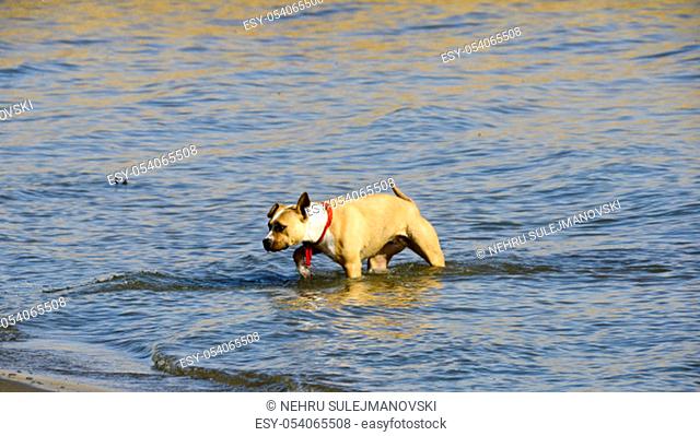amstaff breed dog on the water, image
