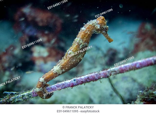 The lined seahorse (Hippocampus erectus), northern seahorse or spotted seahorse is a species of fish that belongs to the family Syngnathidae. H