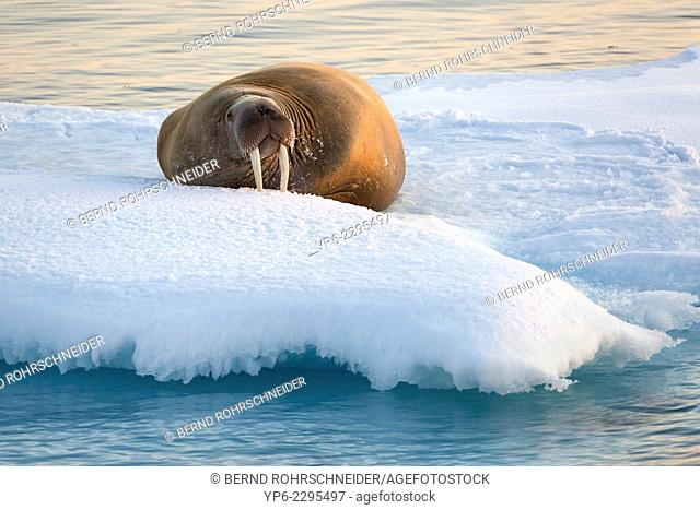 Walrus (Odobenus rosmarus) lying on ice floe in the light of the midnight sun, Hinlopenstretet, Spitsbergen, Svalbard