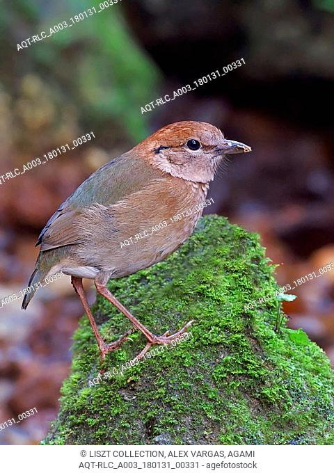Rusty-naped Pitta perched on rock, Rusty-naped Pitta, Hydrornis oatesi