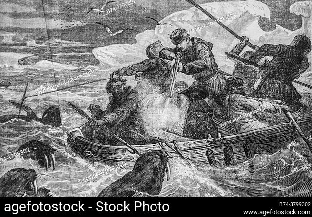 walrus hunt, the illustrious universe, publisher michel levy 1868
