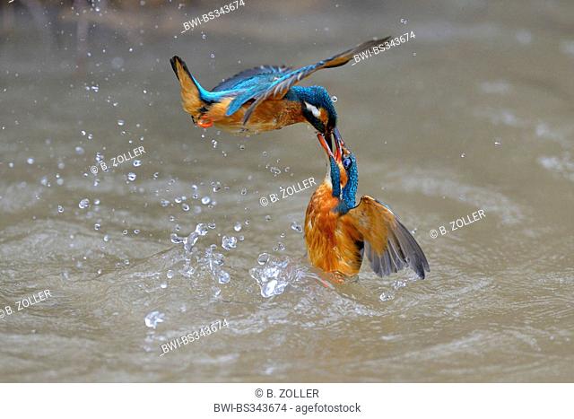river kingfisher (Alcedo atthis), territorial fight of two females, Germany, Baden-Wuerttemberg