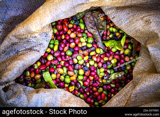 Bag with local, fresh, biological coffee beans from Topes de Collantes, Trinidad, Republic of Cuba, Caribbean, Central America