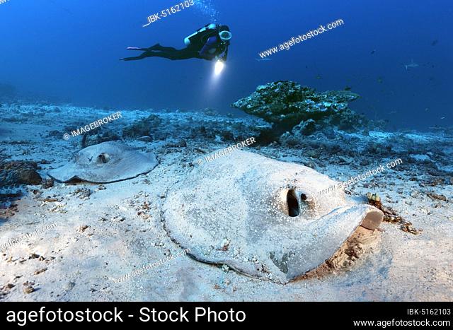 Diver observes two Porcupine rays (Urogymnus asperrimus), Indian Ocean, Maldives, Asia