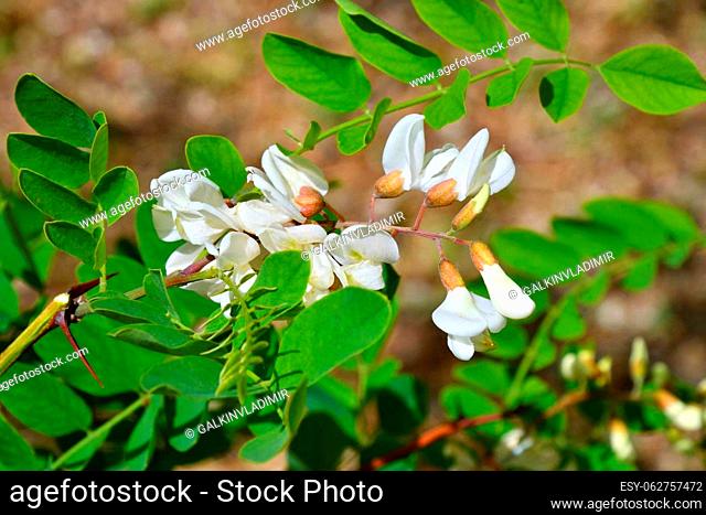 White inflorescences of Robinia pseudoacacia (Latin Robinia pseudoacacia) or white acacia on a summer day