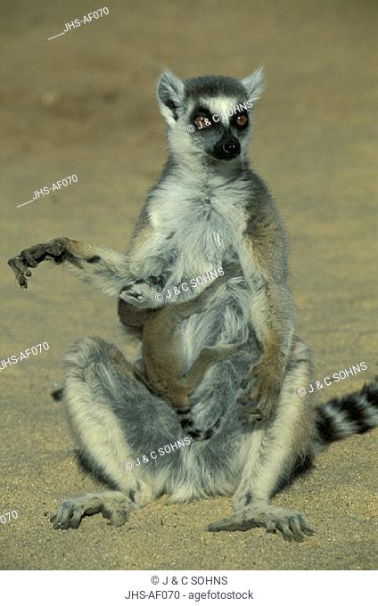 Ring Tailed Lemur , Lemur catta , Lemur , Lemurs , Primate , Primates , Madagascar , Africa , Berenty Game Reserve  , Adult with baby suckling , warming up