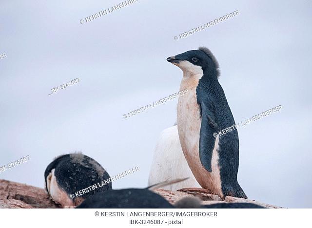 Adélie Penguin (Pygoscelis adeliae), young bird during the juvenile moult, Petermann Island, Antarctic Peninsula, Antarctica