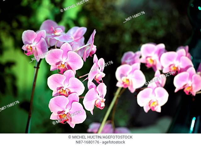 rosa multiflora phalaenopsis orchids