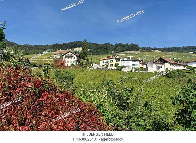 Epesses, Vineyards , Lavaux region, Lake Geneva, Swiss Alps, Switzerland