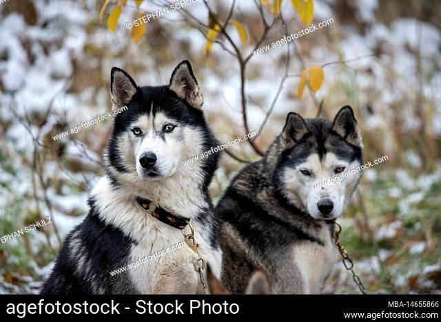 Sled dogs, huskies