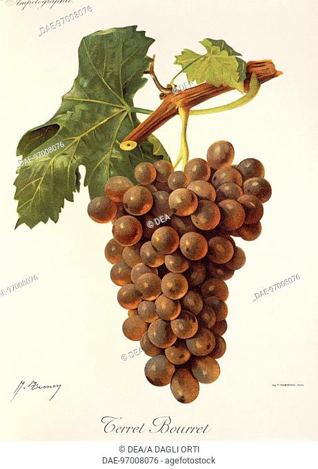 Pierre Viala (1859-1936), Victor Vermorel (1848-1927), Traite General de Viticulture. Ampelographie, 1901-1910. Tome V, plate: Terret Bourret grape