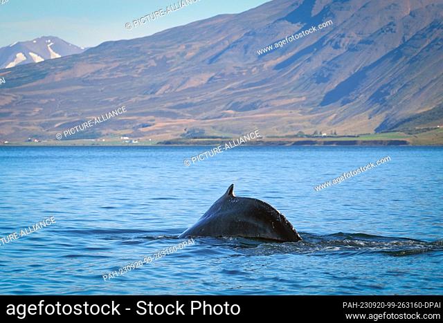 20 August 2023, Iceland, Akureyri: A humpback whale appears briefly to catch its breath in the Eyjafjördur fjord. Photo: Soeren Stache/dpa