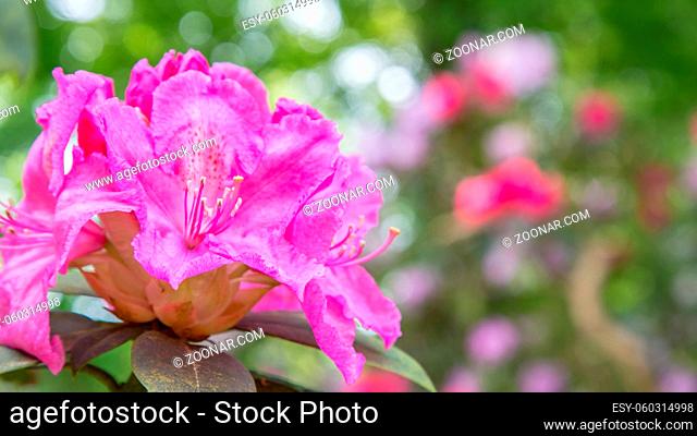 Background with pink azalea flower and copy space