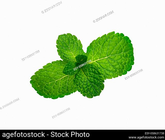 Close up one fresh green mint veaves branch isolated on white background, elevated top view, directly above