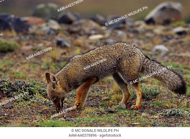 Patagonian Gray Fox (Dusicyon griseus), Torres del Paine, Chile