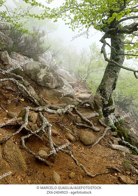 Beech tree aerial roots in a foggy trail towards Les Agudes Peak. Montseny Natural Park. Barcelona province, Catalonia, Spain