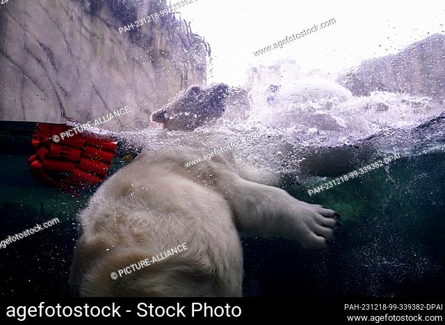 18 December 2023, Hamburg: Polar bear girl Anouk swims in the water in the polar bear enclosure in the Arctic Ocean at Hagenbeck Zoo