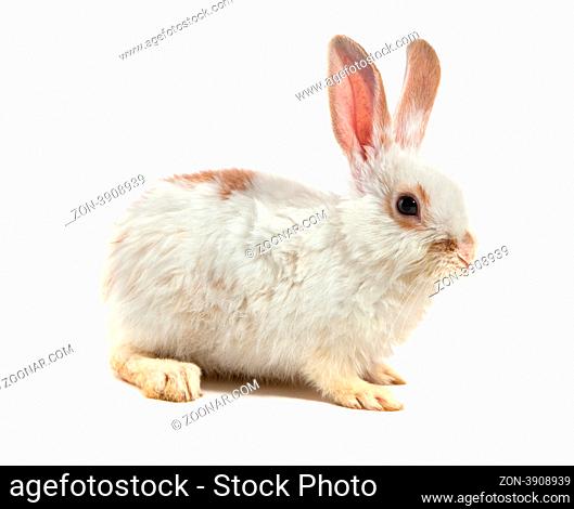 White small rabbit isolated over white background