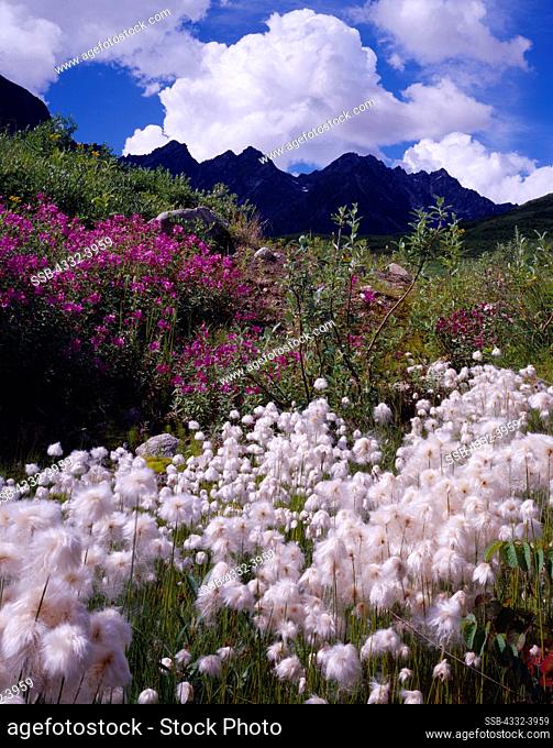 Arctic Cotton Grass, Eriophorum scheuchzeri, and Dwarf Fireweed, Epilobium latifolium, blooming in the valley of Archangel Creek, Talkeetna Mountains, Alaska