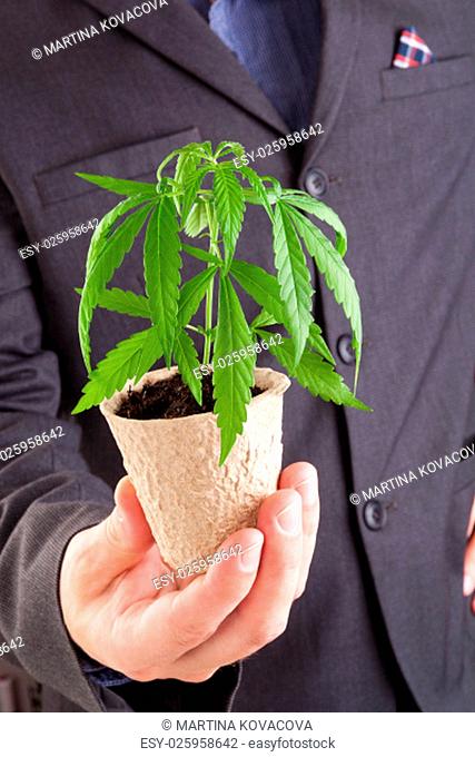 Caucasian handsome man in suit holding young cannabis plant with soil in his hand. Cannabis business