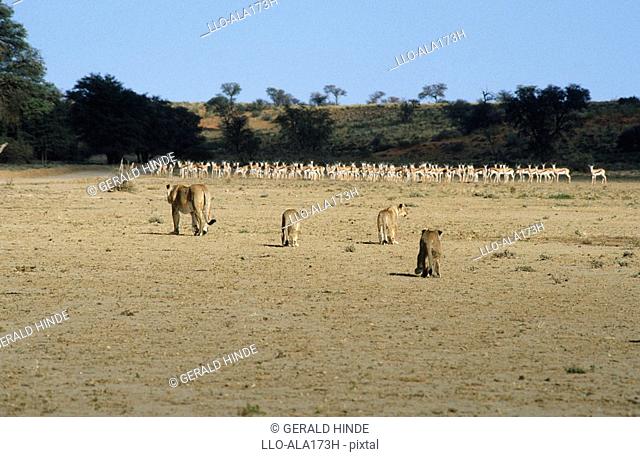 Lioness Panthera leo and Cubs with Springbok Antidorcas marsupialis Herd in the Background  Kgalagadi Transfrontier Park, Northern Cape Province, South Africa