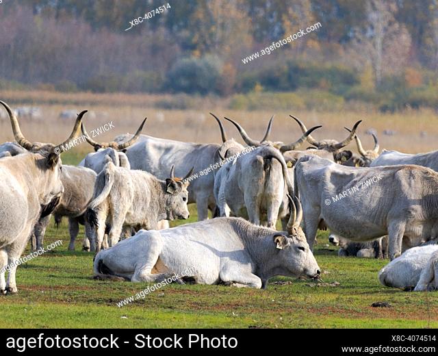 Hungarian Grey Cattle or Hungarian Steppe Cattle (bos primigenus hungaricus), an old and hardy rare cattle breed in the National Park Hortobagy