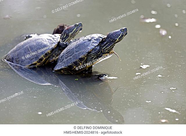 France, Doubs, the Natural Area to Brognard Allan, Slider Turtle (Trachemys scripta) surface sitting on a branch in the river
