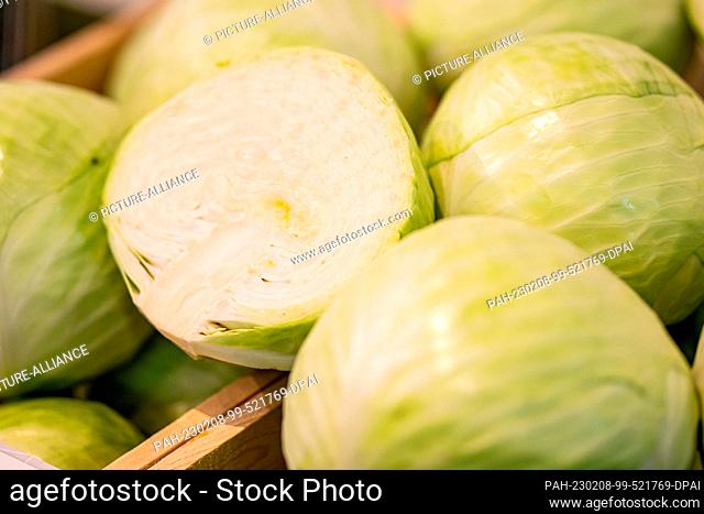 08 February 2023, Berlin: White cabbage (lat. Brassica oleracea) is exhibited at Fruit Logistica. Fruit Logistica is an International Trade Fair for Fruit and...