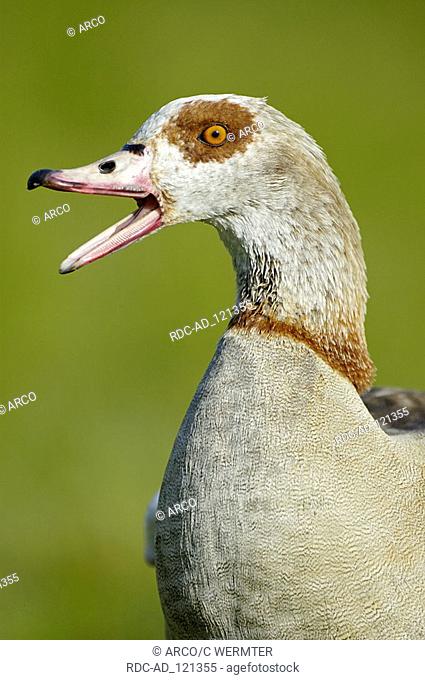 Egyptian Goose Alopochen aegyptiacus