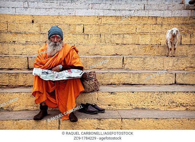 Sadhu sitting on a ghat while reading newspaper and a lamb next to him  Varanasi, India