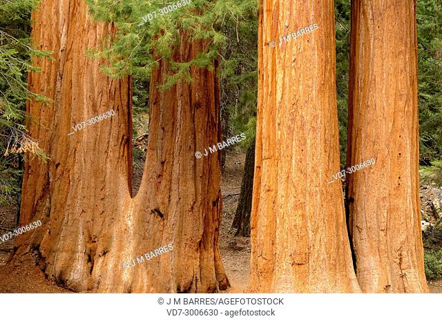 Giant sequoia or giant redwood (Sequoiadendron giganteum) is a big tree native to Sierra Nevada, California, USA. This photo was taken in Sequoia National Park