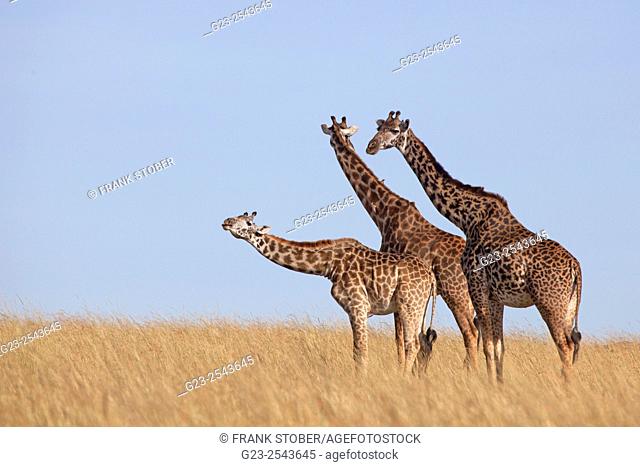 three giraffes in a line. Maasai Mara, Kenya
