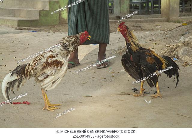 Roosters in training for cock fight in Bagan Myanmar