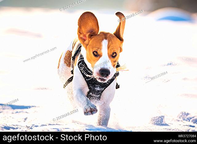 Beagle dog leaps through a snowy field toward the camera. Canine theme