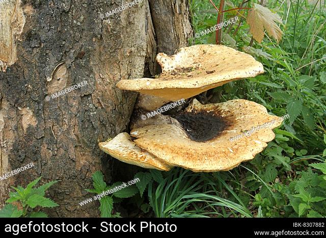 Tree fungi (xylobionts) growing on old sycamore maple (Acer pseudoplatanus), Allgäu, Bavaria, Germany, Europe