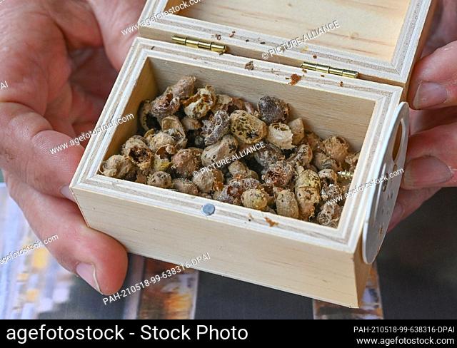 17 May 2021, Brandenburg, Frankfurt (Oder): Eberhard Theis, amateur beekeeper, shows a small box with the empty brood combs of the horned mason bees (Osmia...