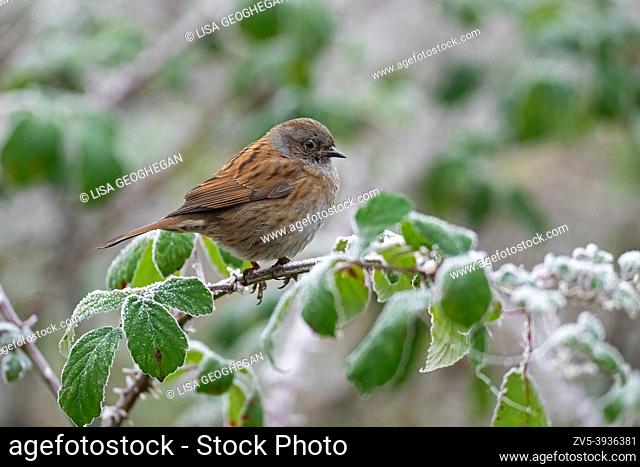 Dunnock-Prunella modularis perched on brambles covered in hoar frost