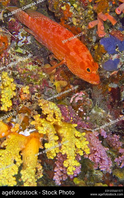 Orange Rock Cod, Cephalopholis spiloparae, Coral Reef, South Ari Atoll, Maldives, Indian Ocean, Asia