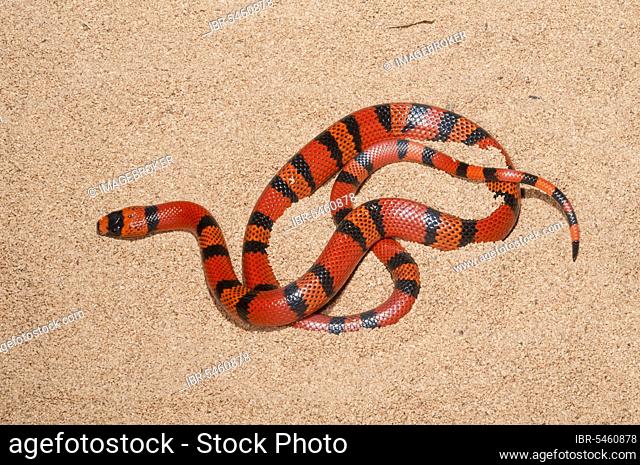 Lampropeltis hondurensis, Honduras triangle snake, Honduras king snake, Honduras triangle snakes, Honduras king snakes, Other animals, Reptiles, Snakes, Animals